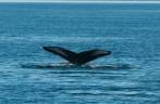 A enorme calda de uma baleia Humpback durante passeio de barco em Telegraph Cove, na Vancouver Island, na Columbia Britânica, costa oeste do Canadá